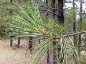 Seek Relief from Desert Heat on Seven Pines Trail