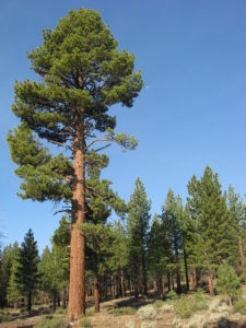 Seek Relief from Desert Heat on Seven Pines Trail