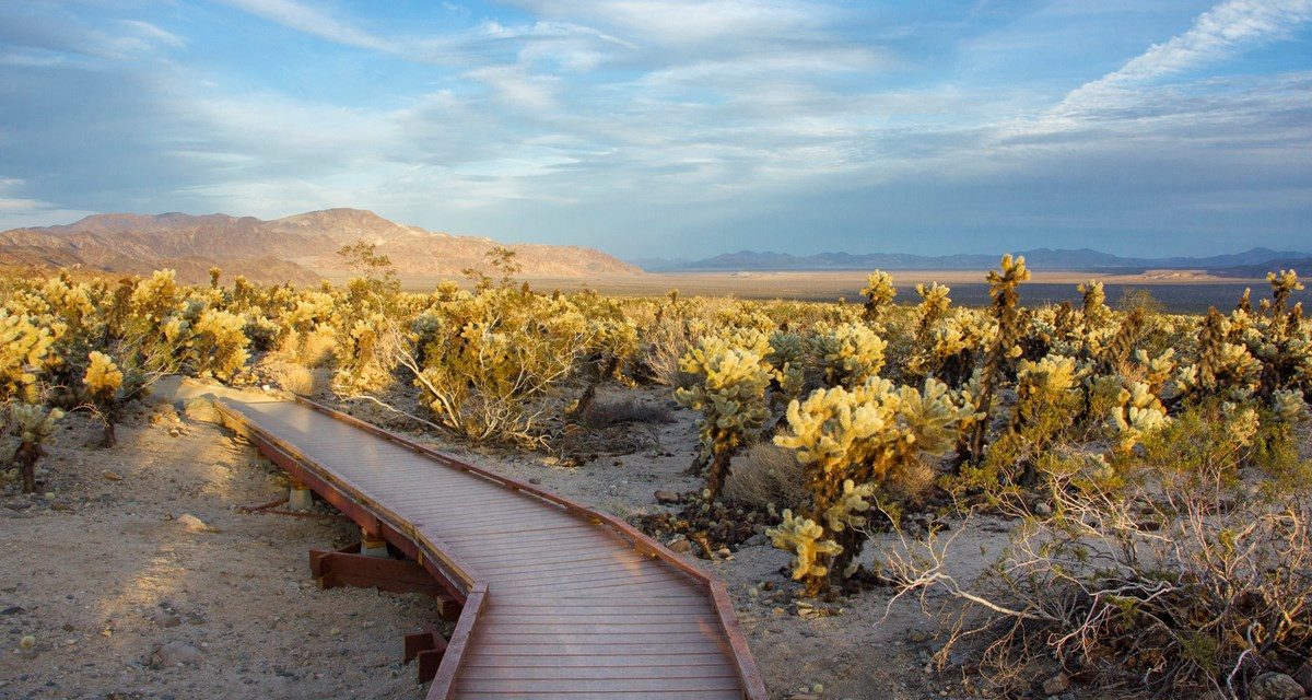 With National Forests Closed, Hike Joshua Tree