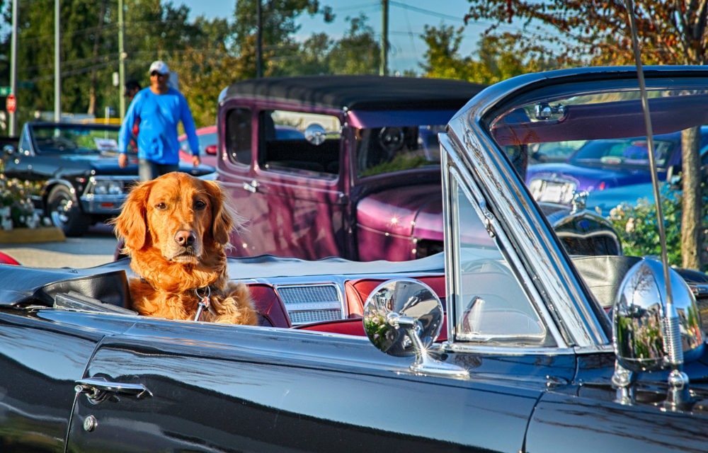 SoCal Car and Dog Show Proposed in Cathedral City