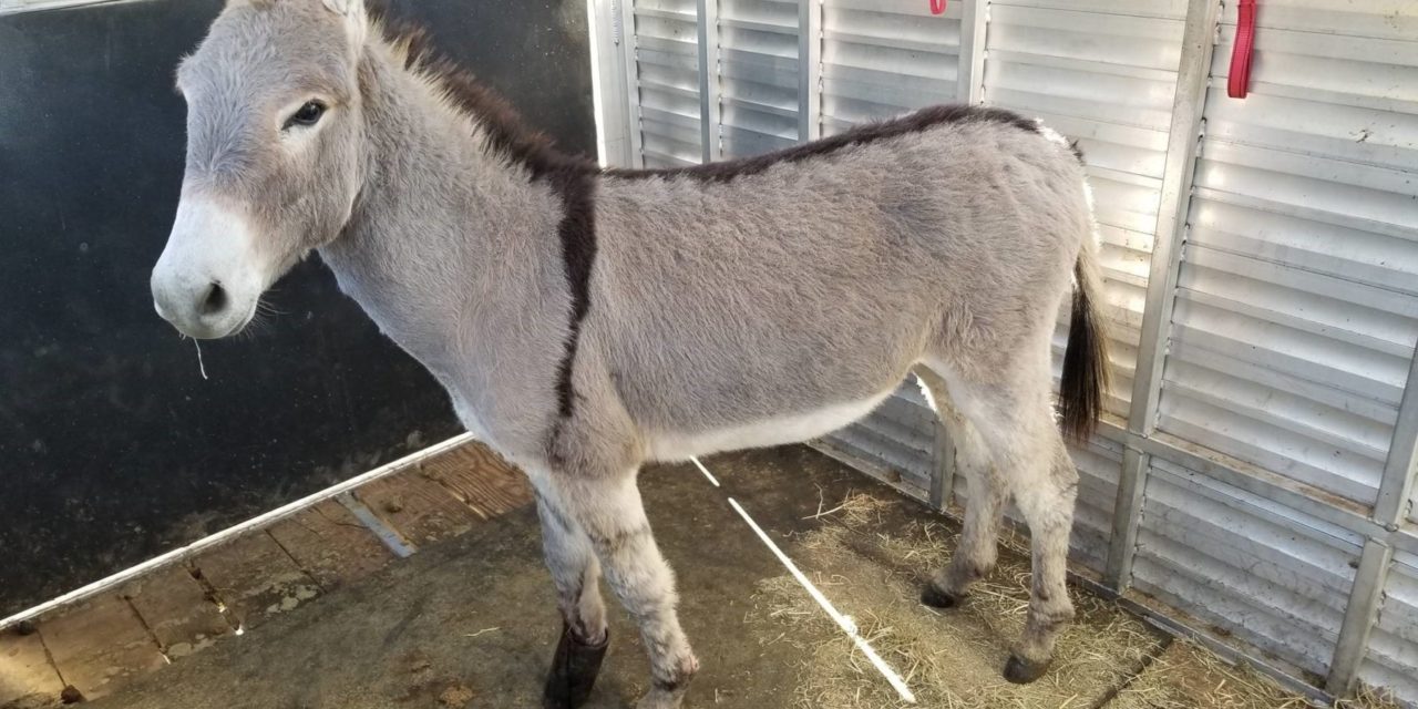 Burro with Pipe on Hoof Rescued, Recovering