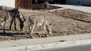 Burro with Pipe on Hoof Rescued, Recovering