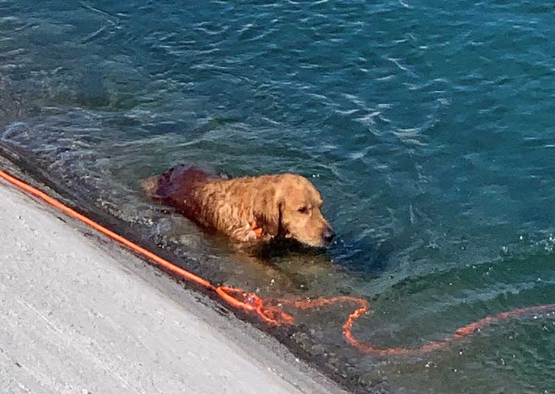 Golden Retriever Rescued from American Canal