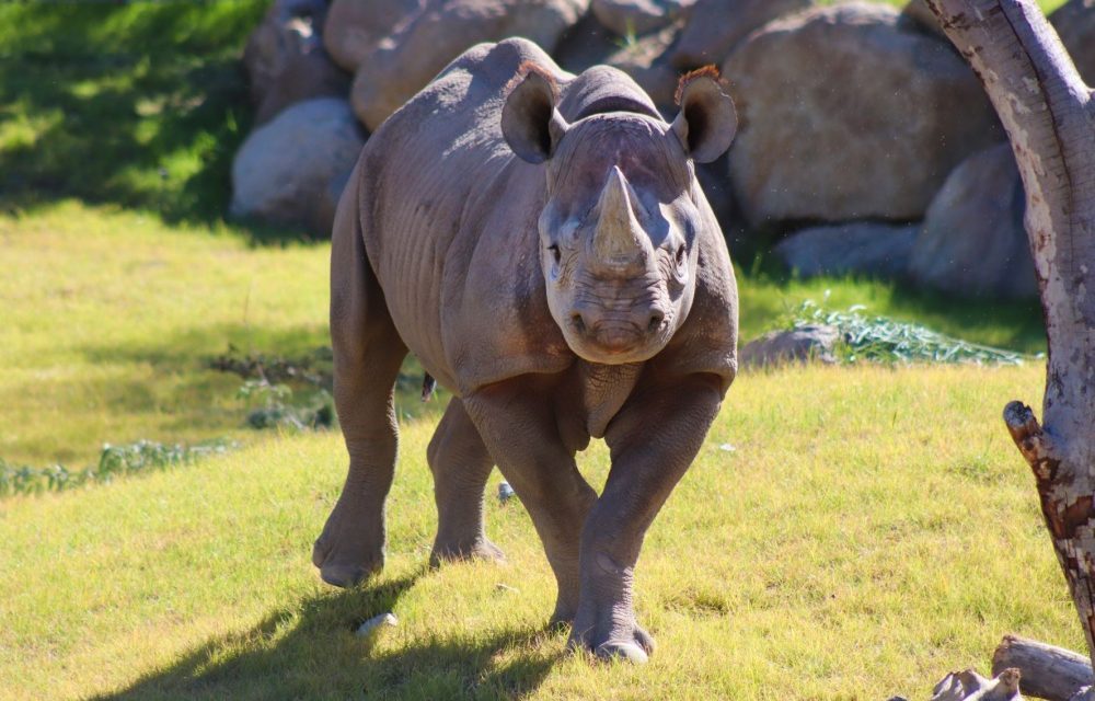 Rhino Savanna Celebrates Grand Opening on Friday