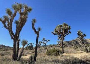 Exploring Joshua Tree National Park's Desert Flora Trails
