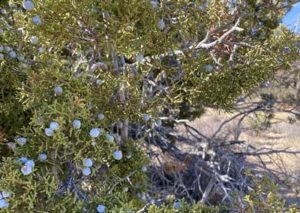 Exploring Joshua Tree National Park's Desert Flora Trails