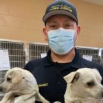 Officers Impound 37 Dogs