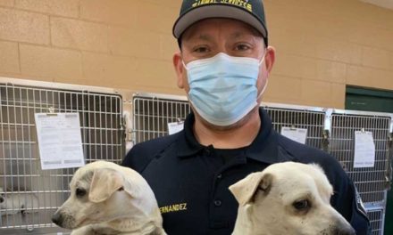 Officers Impound 37 Dogs