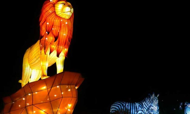 ‘Glow In the Park’ Experience at Living Desert Zoo