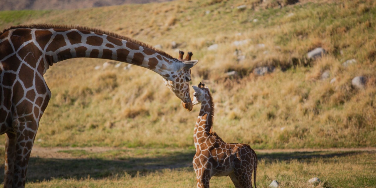 Zoo’s Newest Giraffe Calf Named