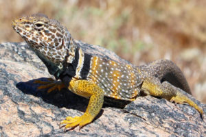 Lizards, Birds Abound in Mecca Hills Canyon