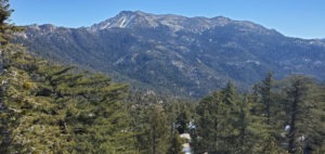 Young Sequoias, Fire Tower Await on Black Mountain