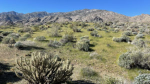 Vandeventer Loop Trail Offers Desert Explorer Feel