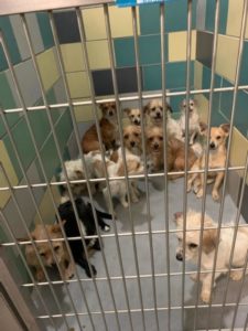Woman with Dementia Surrenders 72 Dogs