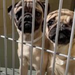 Deadly Disease Claims Lives of Shelter Dogs
