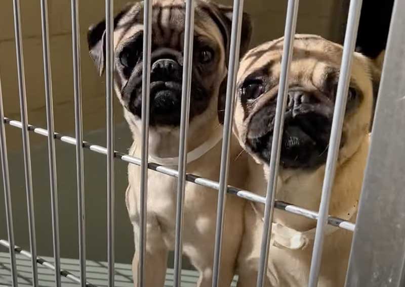 Deadly Disease Claims Lives of Shelter Dogs