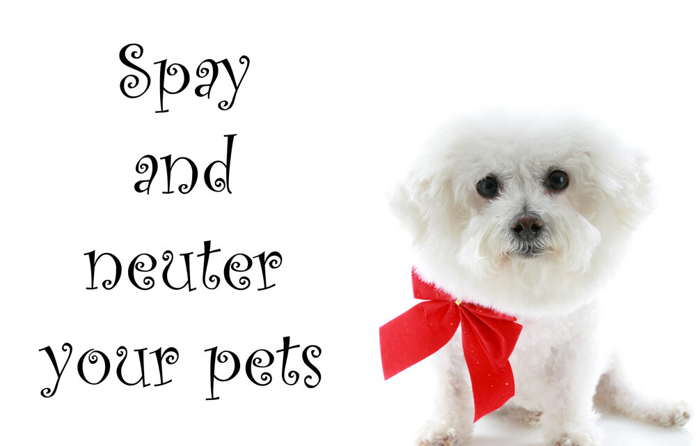 County Spay and Neuter Clinics Scheduled