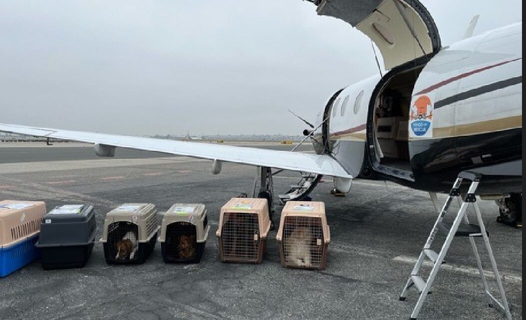 Shelter Dogs Rescued, Take Charter Flight to Wis.