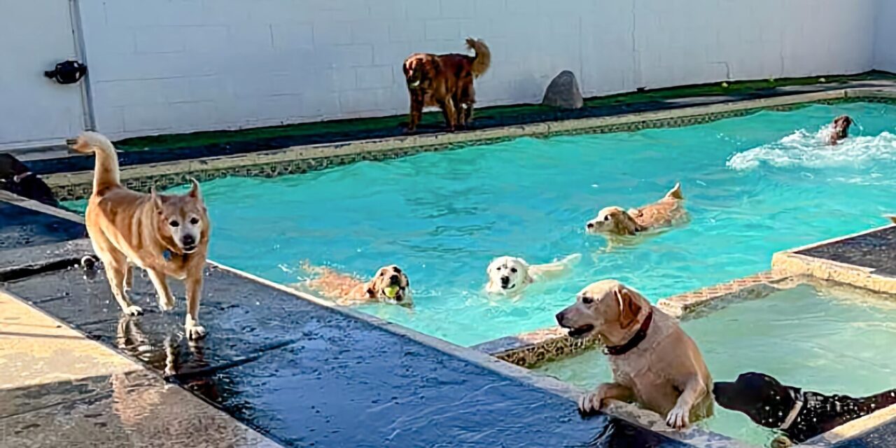 Luxury Resort for Pets Celebrates 20 Years