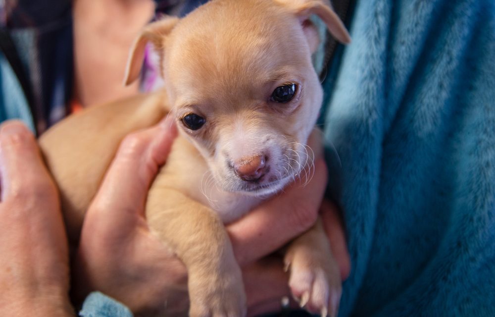 RivCo Supervisors Set Sights on No-Kill Shelter