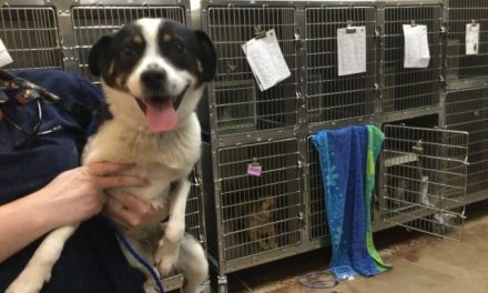 Pet Shelters at ‘Critical Overcapacity’