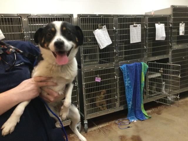 RivCo Animal Services Extends Weekday Hours