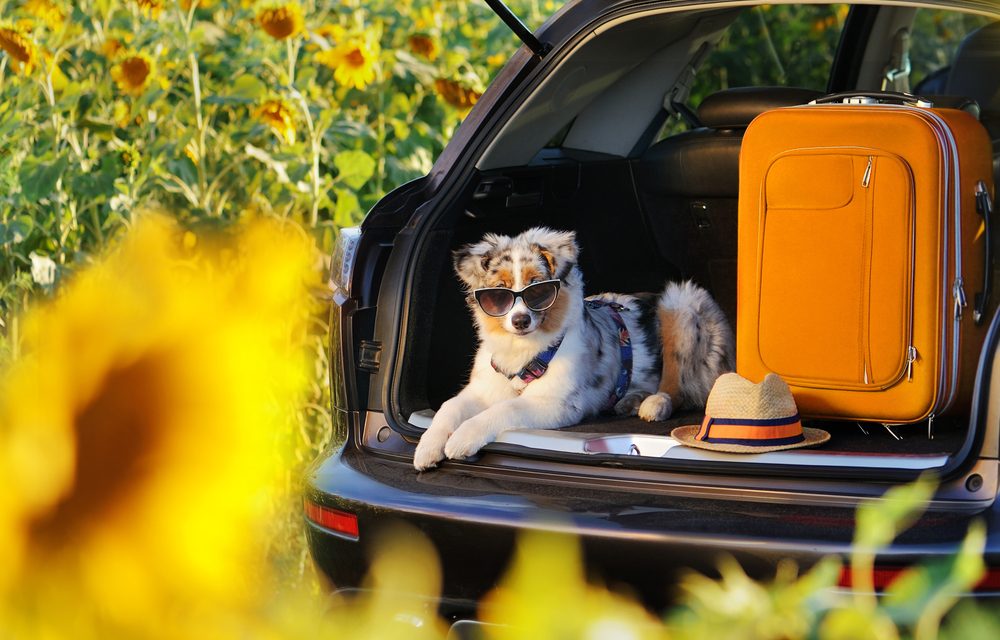 RivCo Animal Services Launches Dog Day Out