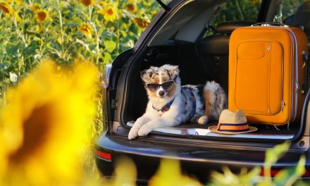 RivCo Animal Services Launches Dog Day Out