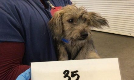From Shelter Dog to Silver Screen