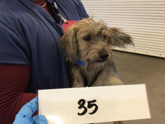 From Shelter Dog to Silver Screen
