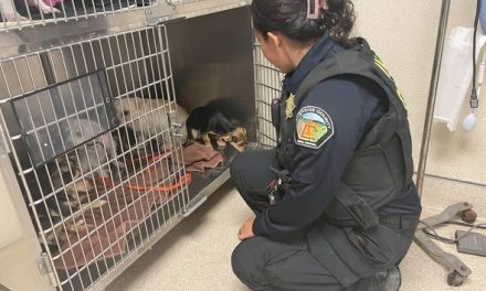 18 Dogs From One Property Transferred to Rescue
