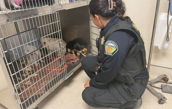 18 Dogs From One Property Transferred to Rescue