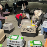 Shelter Dog Flies East in Search of Forever Home