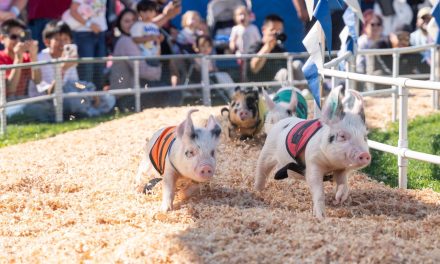 New Era for RivCo Fair & Date Festival