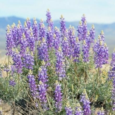 Indio Badlands Trailhead to Receive Improvements