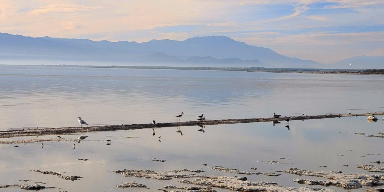 Salton Sea: Living Lake or Dust Field? [Opinion]