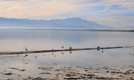 Salton Sea: Living Lake or Dust Field? [Opinion]