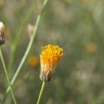 Coachella Valley Wildflower Festival Returns in March