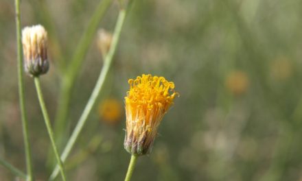Coachella Valley Wildflower Festival Returns in March