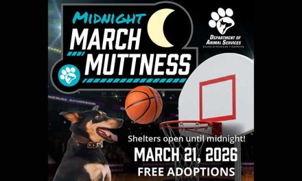 Free Adoption Event During Midnight March Muttness
