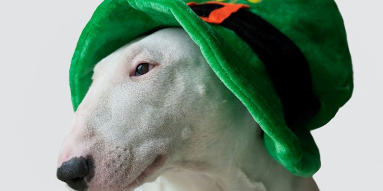 California Boasts Most Pets Named After St. Patrick’s Day