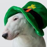 California Boasts Most Pets Named After St. Patrick’s Day