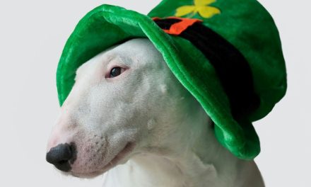 California Boasts Most Pets Named After St. Patrick’s Day