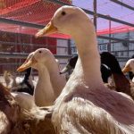‘Illegal Sanctuary’ Relinquishes 480 Ducks