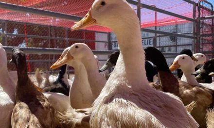 ‘Illegal Sanctuary’ Relinquishes 480 Ducks