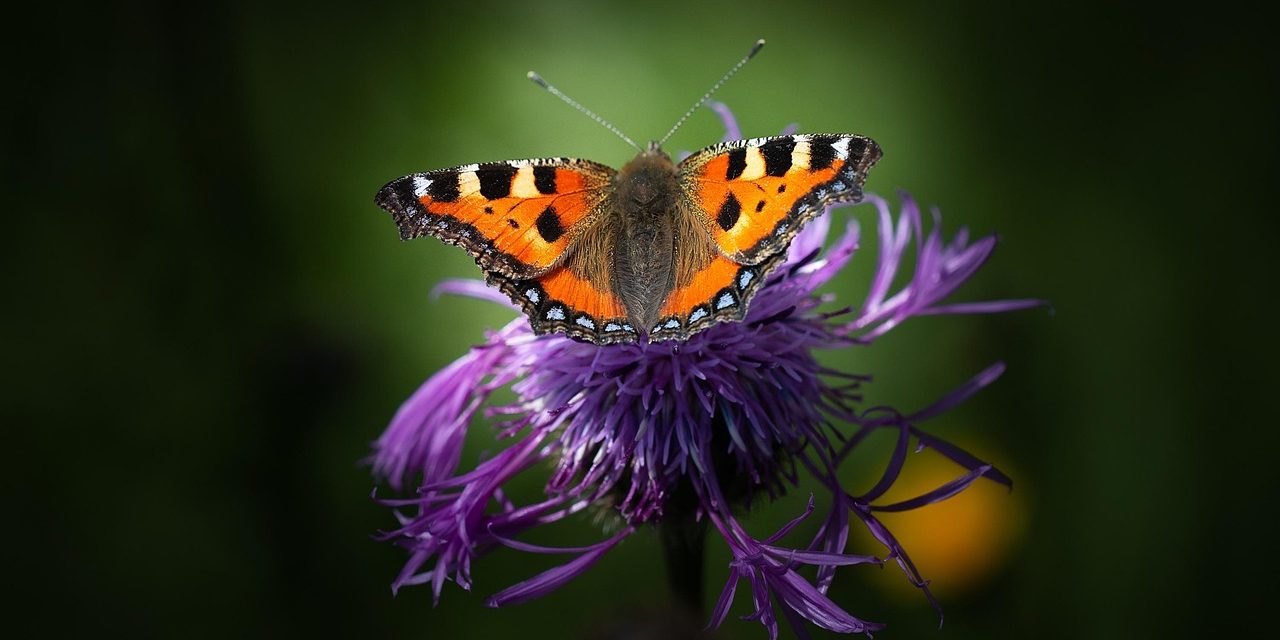 California 3rd Greenest State in 2026