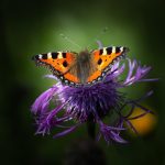 California 3rd Greenest State in 2026