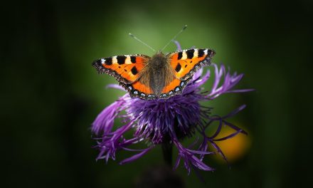 California 3rd Greenest State in 2026