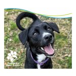 Adoption Fees Reduced to Empty Shelters