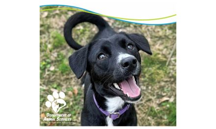 Adoption Fees Reduced to Empty Shelters